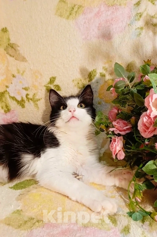 Кошки в Уфе: Котёнок подросток в добрые руки Мальчик, Бесплатно - фото 6