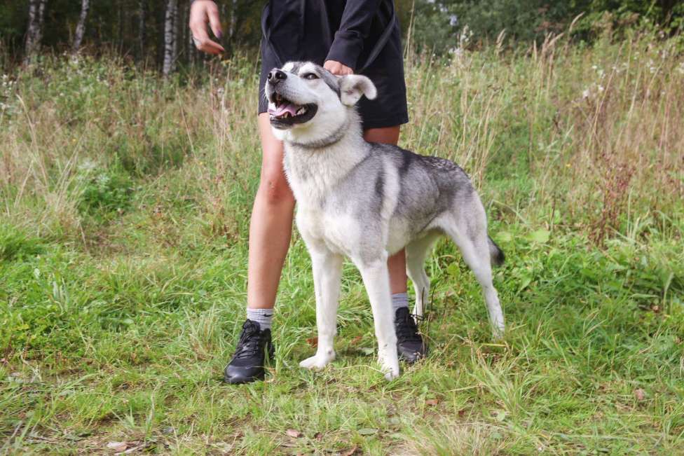 Собаки в Москве: Серенький Мальчик, Бесплатно - фото 32