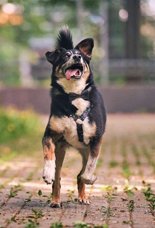 Собаки в Москве: Обаяшка Том ищет свою семью Мальчик, 10 руб. - фото 5