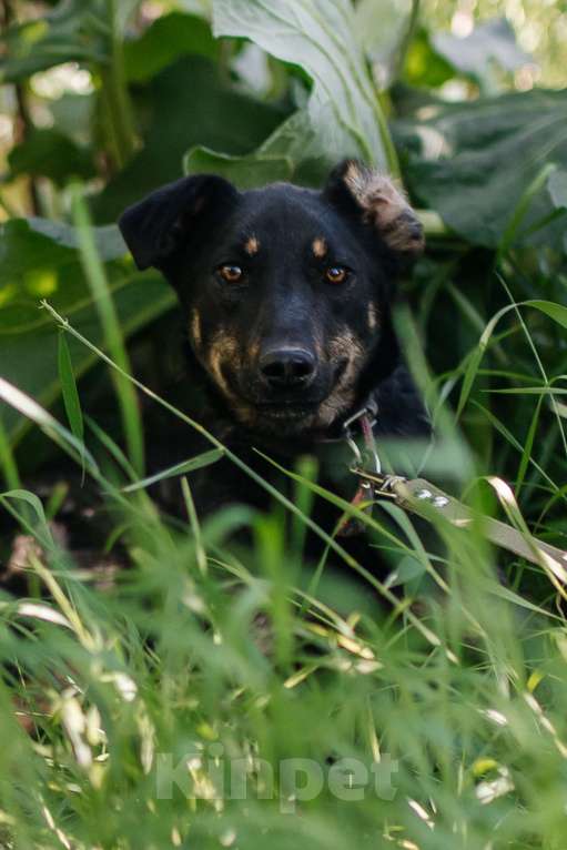 Собаки в Химках: Скромная девочка Девочка, Бесплатно - фото 1
