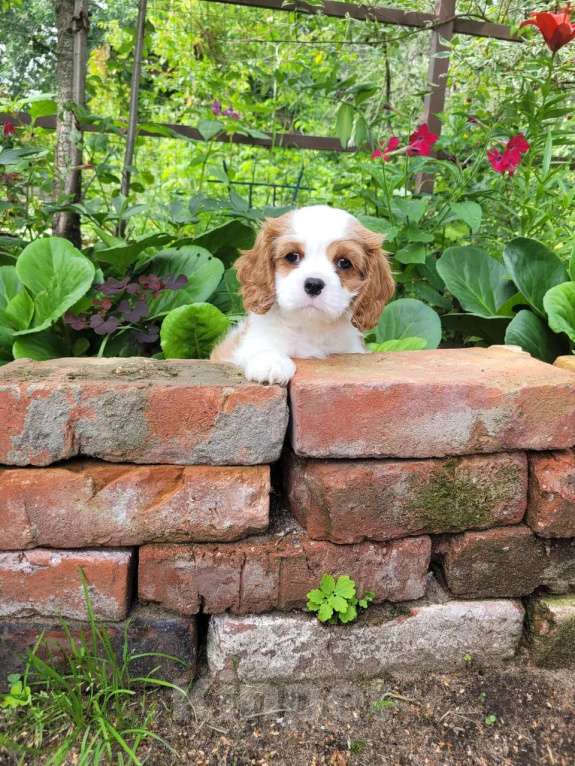 Собаки в Рыбинске: Щенок Кавалер Кинг чарльз спаниель Девочка, 150 000 руб. - фото 3