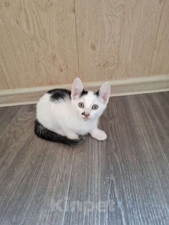 Кошки в Ставрополе: Отдам котёнка девочка Девочка, Бесплатно - фото 6