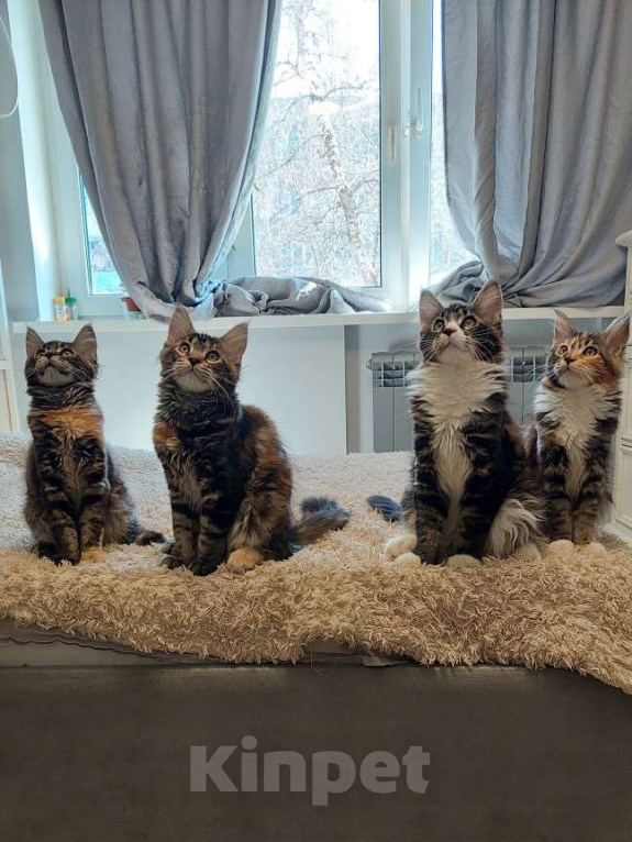 Кошки в Подольске: Котята мейн-кун Разнополые, Бесплатно - фото 1