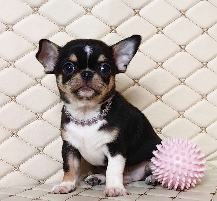 Собаки в Москве: Чихуахуа. Мальчик. Мальчик, 50 000 руб. - фото 5