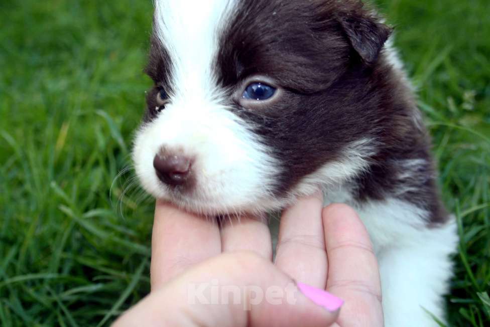 Собаки в Москве: Щенки бордер колли с документами Мальчик, 50 000 руб. - фото 10