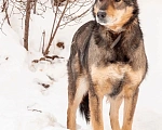 Собаки в Перми: Майра ищет дом Девочка, 1 руб. - фото 4