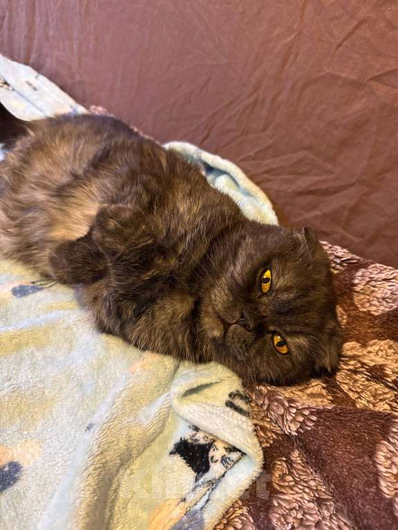 Кошки в Москве: Ласковая старушка Чучундра Девочка, Бесплатно - фото 2