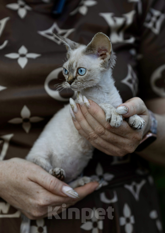 Кошки в Москве: Эмили кошечка Девон рекс Девочка, 70 000 руб. - фото 1