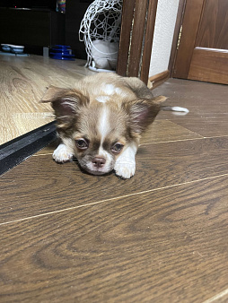 Куколка чихуахуа девочка