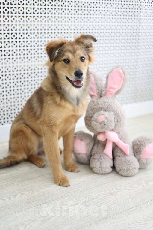 Собаки в Раменском: Эльза ищет дом Девочка, Бесплатно - фото 2