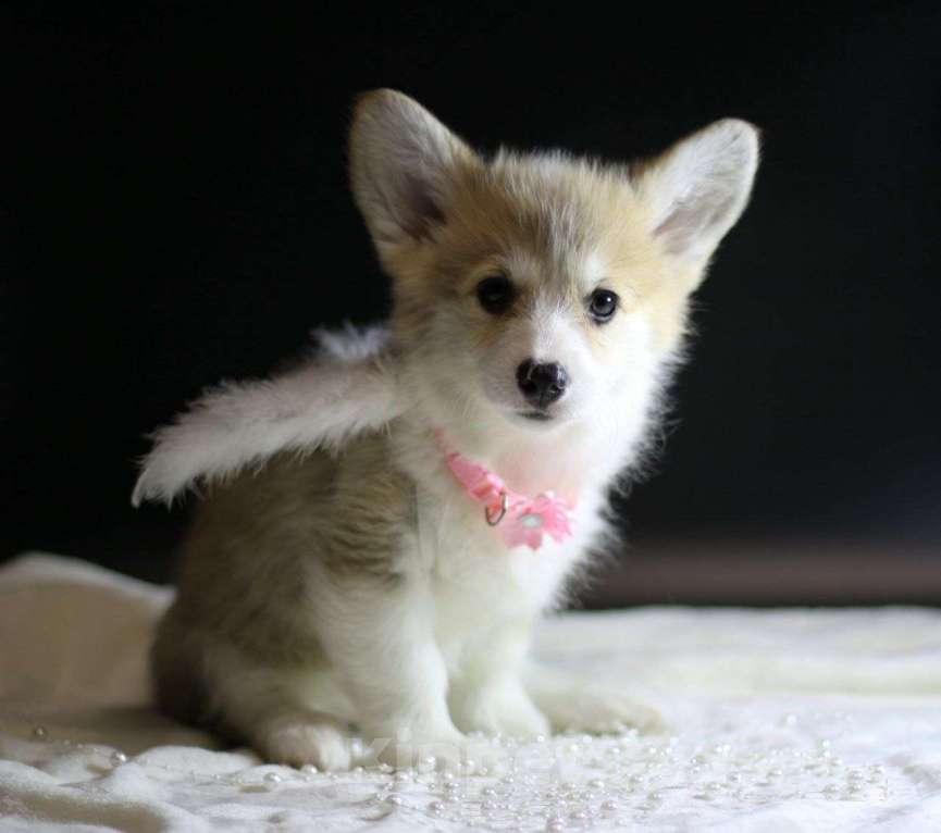 Собаки в Тольятти: Малышка Вельш Корги Пемброк Девочка, 80 000 руб. - фото 3