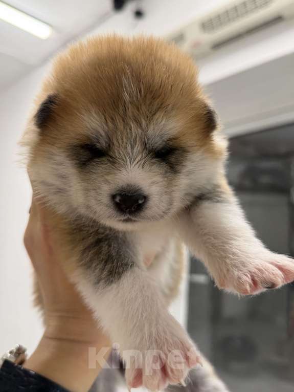 Собаки в других городах Ставропольского края: Продаю щенков Акита Ину Девочка, Бесплатно - фото 4