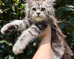 Кошки в Санкт-Петербурге: Кошечка черный мрамор на серебре Девочка, 45 000 руб. - фото 2