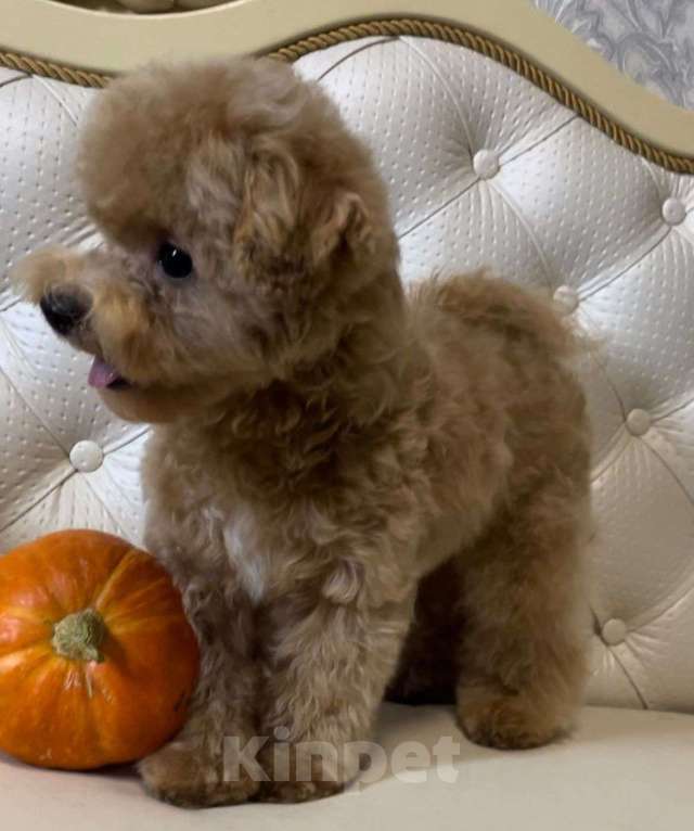 Собаки в Москве: Мальчик Пушон Мальчик, 200 000 руб. - фото 5