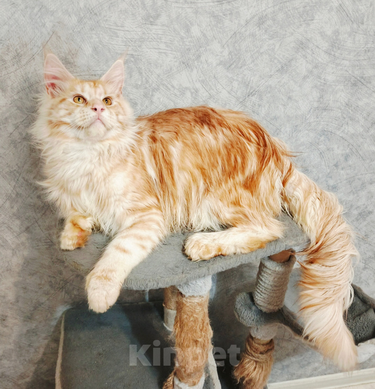 Кошки в Москве: Котенок дорого Мальчик, 120 000 руб. - фото 5