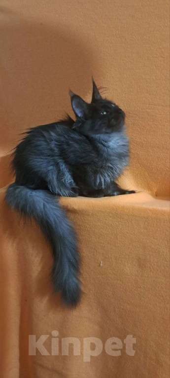 Кошки в Москве: Красивенные Мейн кун Девочка, 18 000 руб. - фото 7