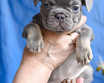 Собаки в Москве: щенки французкиого бульдога Мальчик, 50 000 руб. - фото 2