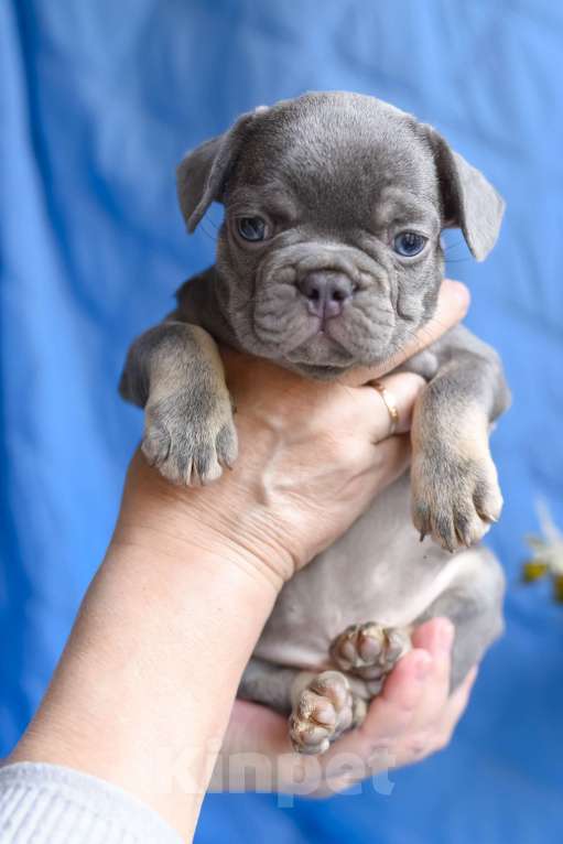 Собаки в Москве: щенки французкиого бульдога Мальчик, 50 000 руб. - фото 2