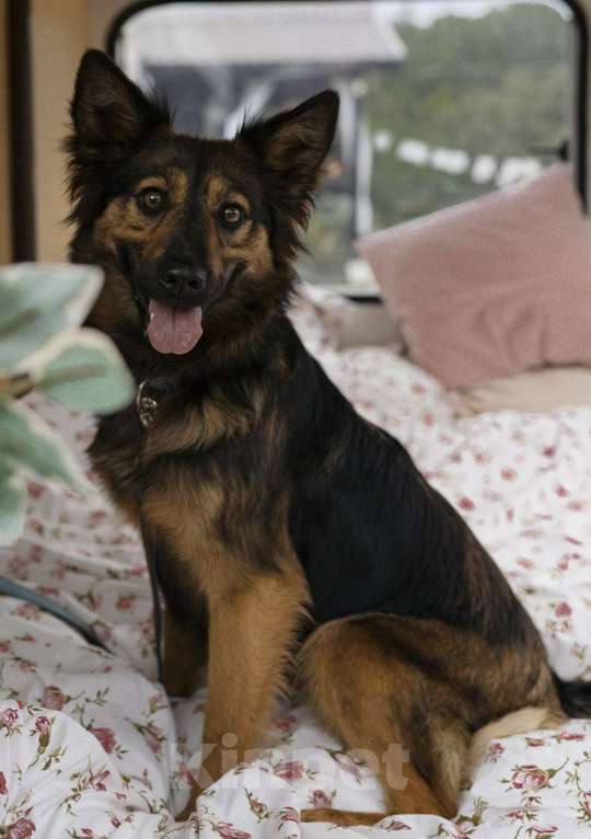 Собаки в Москве: Озорная малышка Клер ищет дом Девочка, Бесплатно - фото 5