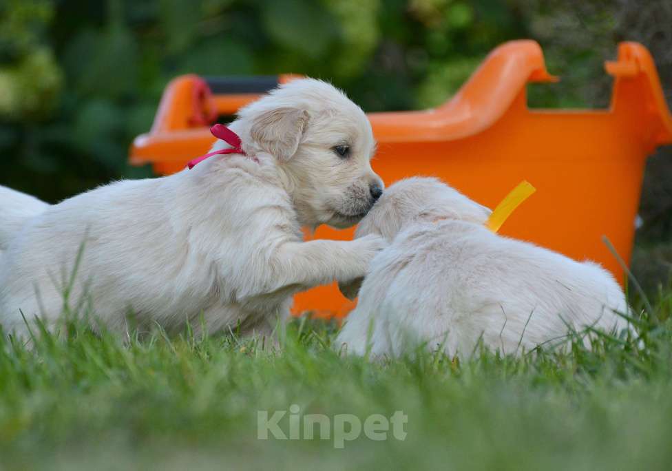 Собаки в Москве: Щенки золотистого ретривера. Мальчик, Бесплатно - фото 6