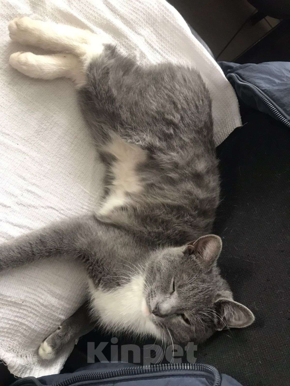 Кошки в Перми: Отдам в добрые руки Девочка, Бесплатно - фото 1