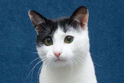 Зеленоглазый кот в добрые руки