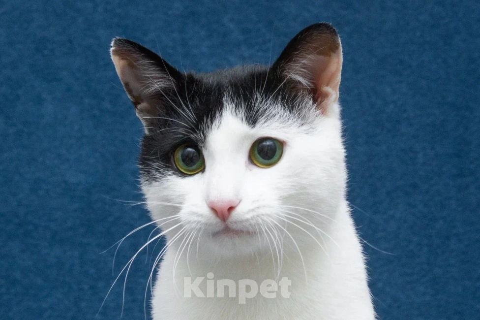 Кошки в Москве: Зеленоглазый кот в добрые руки Мальчик, 10 руб. - фото 1