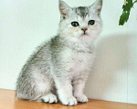 Кошки в Западном Двине: Шиншиллы Котята, 8 000 руб. - фото 5
