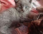 Кошки в Енисейске: Котята, 1 950 руб. - фото 4