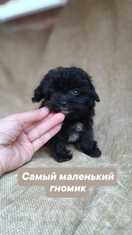 Собаки в Ульяновске: Мальтипу Мальчик, 100 000 руб. - фото 2