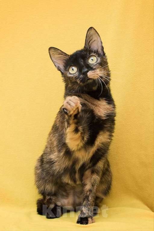 Кошки в Москве: Черепаховая кошечка Лола ищет дом Девочка, Бесплатно - фото 1