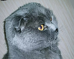 Кошки в Саратове: Пропал кот на кумысной поляне Мальчик, 5 000 руб. - фото 1