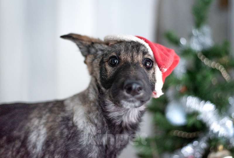 Собаки в Москве: Щенки метисы овчарки в добрые руки Мальчик, Бесплатно - фото 9