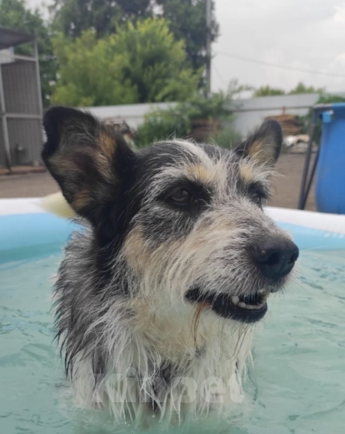 Собаки в Тамбове: Липисинка  Девочка, Бесплатно - фото 4