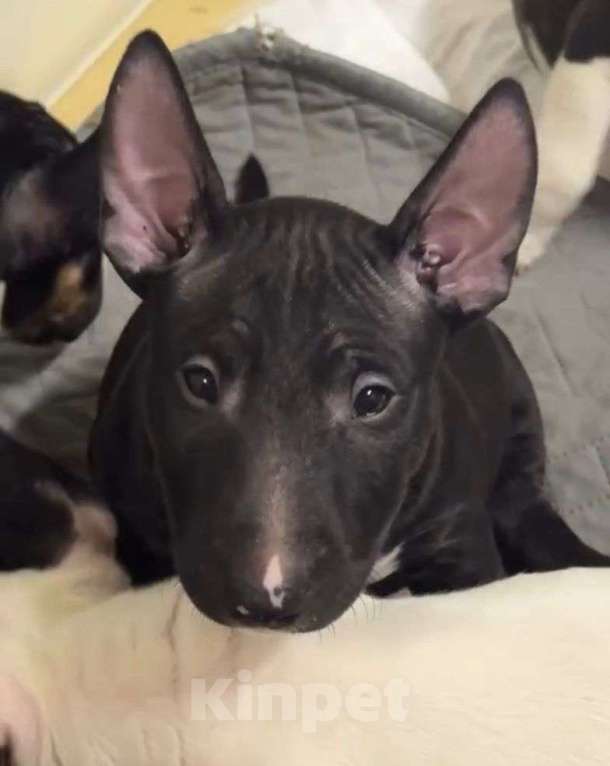 Собаки в Нижнем Новгороде: Высокопородные щенки Девочка, Бесплатно - фото 1