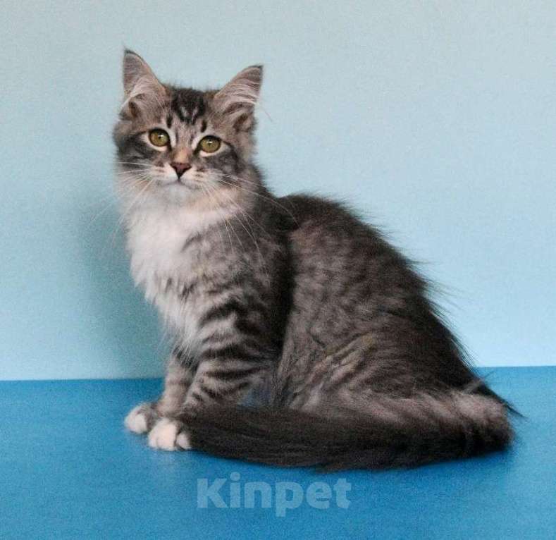 Кошки в Москве: Сибирская принцесса. Девочка, Бесплатно - фото 7