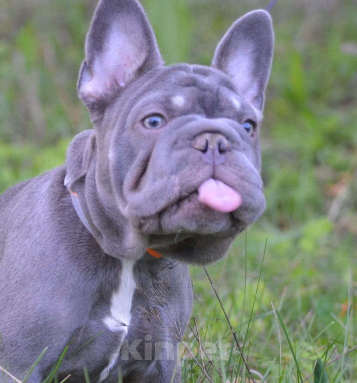 Собаки в Североуральске: Продам , французский щенок в типе бигроп . Девочка, 90 000 руб. - фото 2