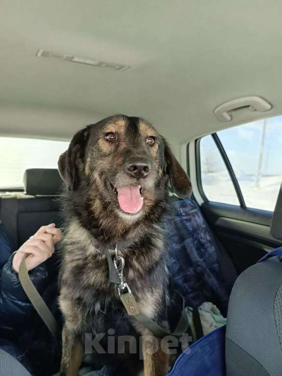 Собаки в других городах Московской области: Собака в добрые руки Мальчик, Бесплатно - фото 1