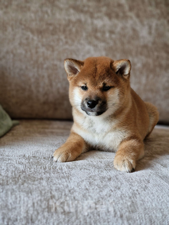 Собаки в Каменске-Шахтинском: Сиба-ину щенок Мальчик, 50 000 руб. - фото 3