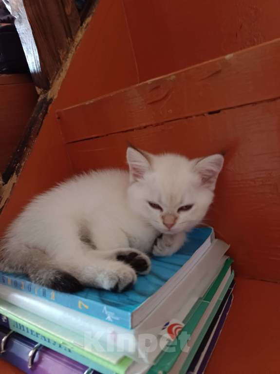 Кошки в Екатеринбурге: Прямоухая девочка окраса color point Девочка, 12 000 руб. - фото 3