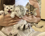 Кошки в Казани: Котята шотландские вислоухие Разнополые, 6 000 руб. - фото 4