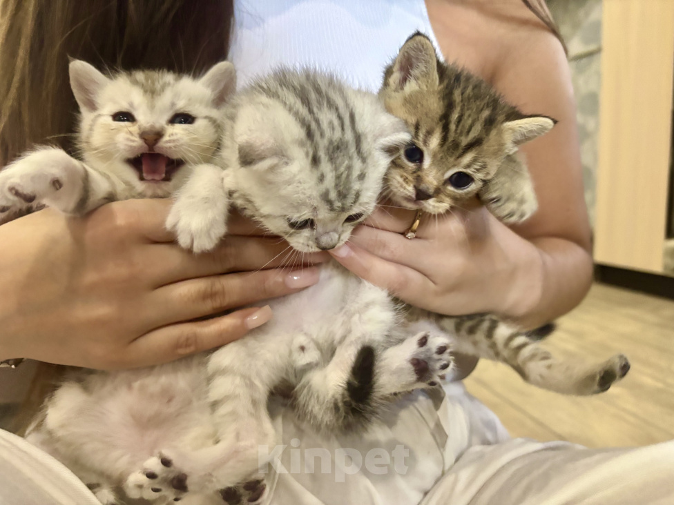Кошки в Казани: Котята шотландские вислоухие Разнополые, 6 000 руб. - фото 4