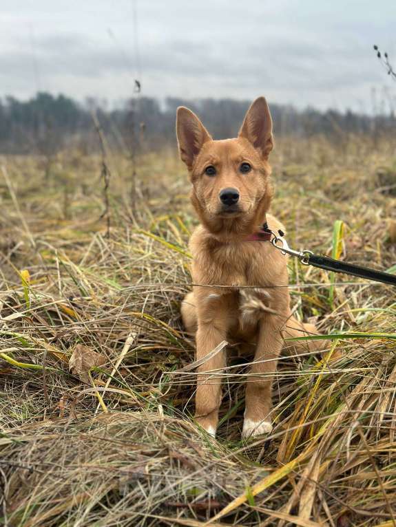 Собаки в Лосином-Петровском: Фанта в добрые руки якутенок Девочка, Бесплатно - фото 4