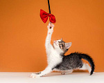 Кошки в Москве: Очаровательный котенок Вася — полосатик в добрые руки Мальчик, Бесплатно - фото 6