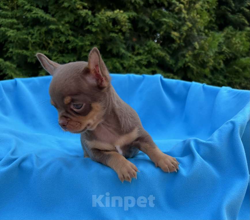 Собаки в Москве: Шоколадные чихуахуа Мальчик, 65 000 руб. - фото 9