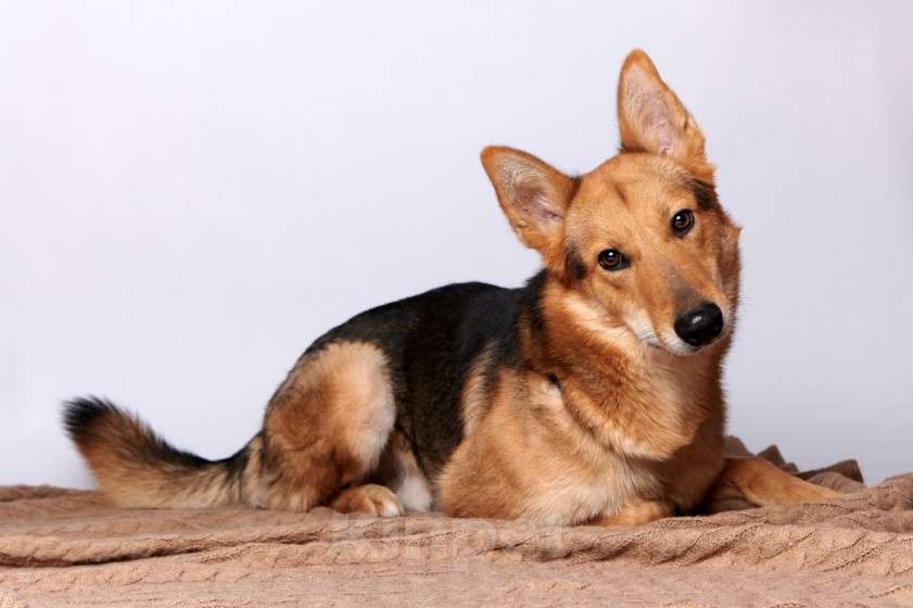 Собаки в Москве: Мэтью Мальчик, Бесплатно - фото 4