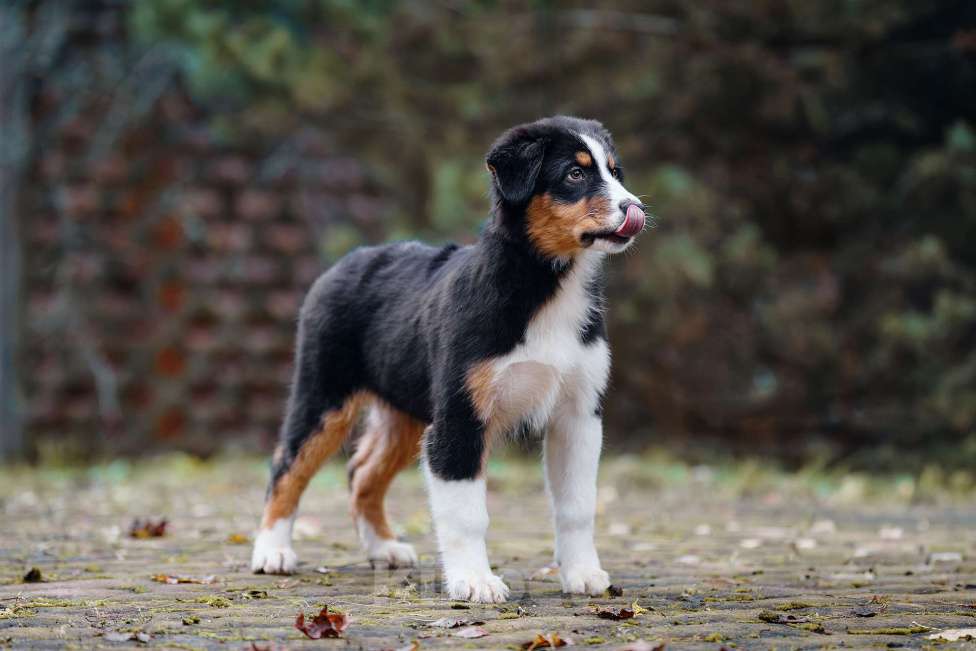 Собаки в Звенигороде: Аусси девочка Девочка, 40 000 руб. - фото 2