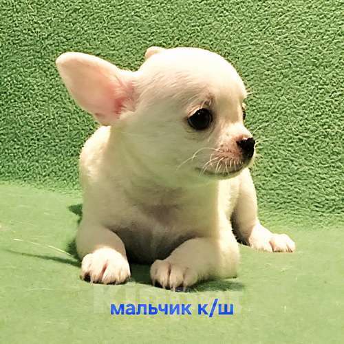 Собаки в Москве: Очаровательный мальчик чихуахуа. Мальчик, 30 000 руб. - фото 4