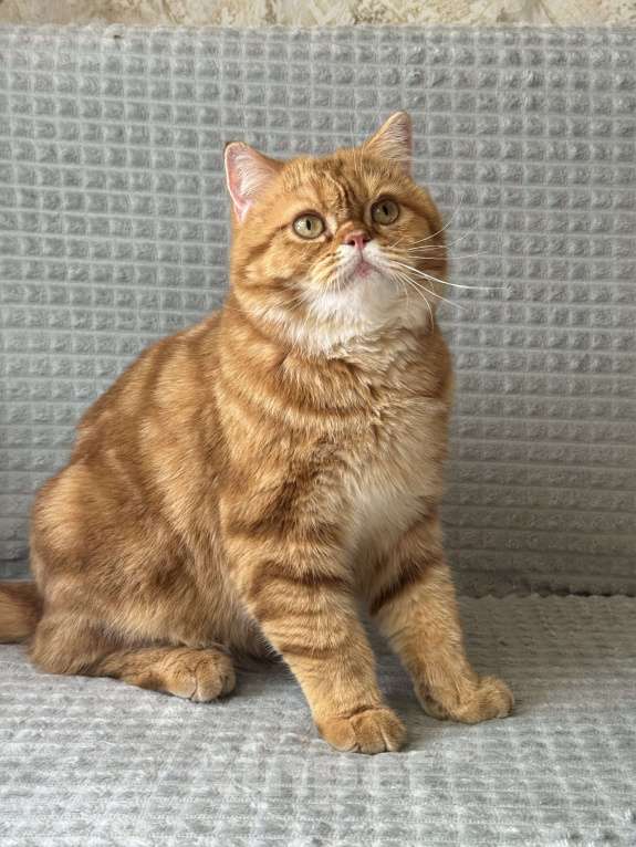 Кошки в Люберцах: Шотландские Мальчик, Бесплатно - фото 2