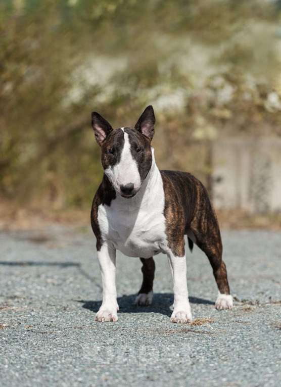 Собаки в Москве: Очень перспективные щенки стандартного бультерьера от здоровой и красивой пары чемпионов Мальчик, 90 000 руб. - фото 7